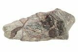 Carcharodontosaurid Dinosaur (Eocarcharia?) Foot Claw - Niger #262227-3